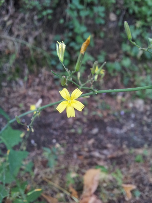 Mycelis muralis (=Lactuca muralis) / Lattuga dei boschi